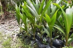 im-coconut-seedlings