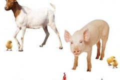 livestock
